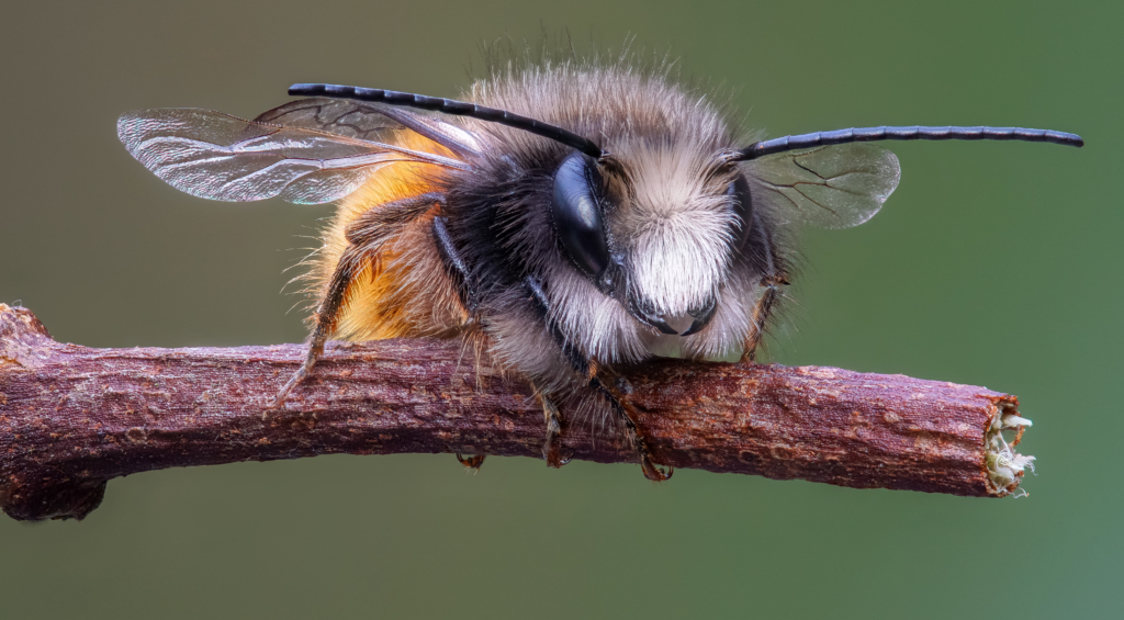 Les abeilles sauvages : qui sont-elles ?