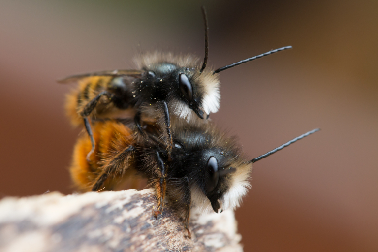 osmie cornue abeille sauvage