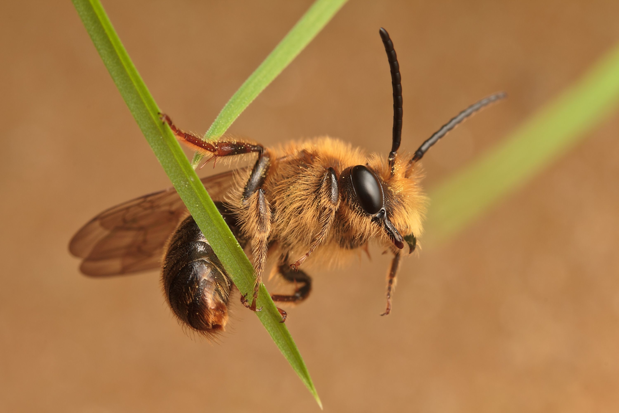 Quelles sont les couleurs que voient les abeilles ?