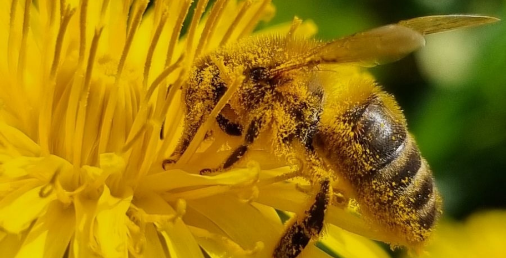 Pollen d'abeilles