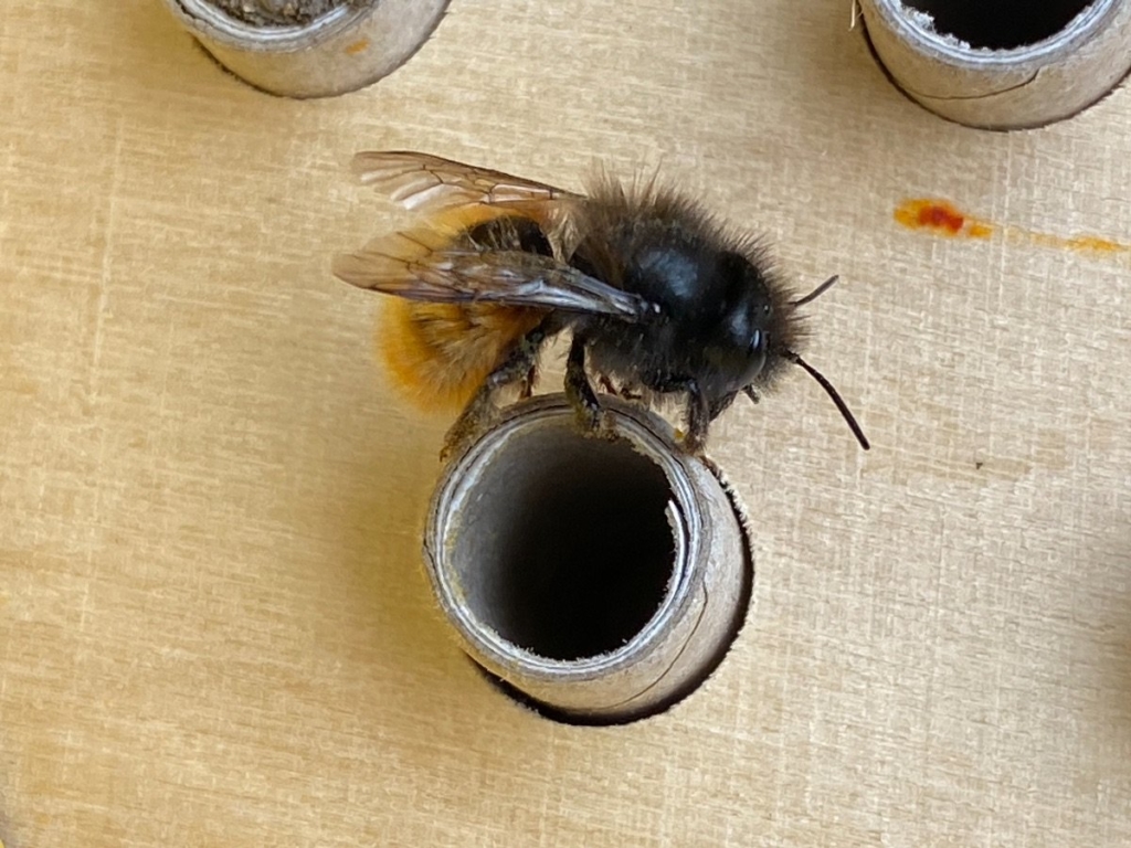 Une abeille maçonne à l'entrée du Dorlotoir