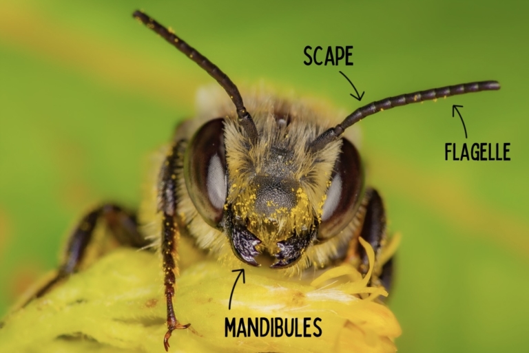 anatomie-abeille
