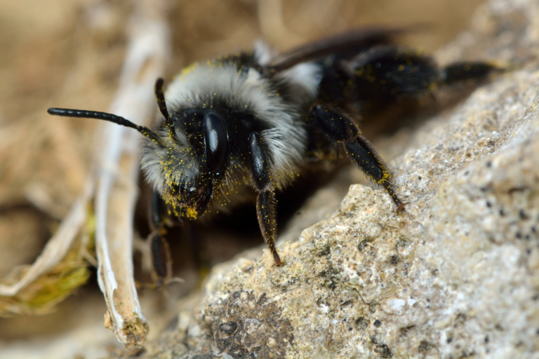 abeille qui niche dans le sol ou abeille terricole (abeille des sables)