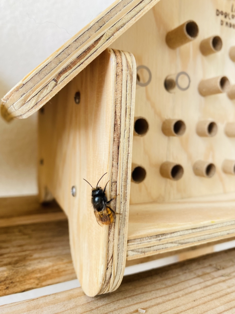 maisonnette pour abeilles solitaires : le Dorlotoir