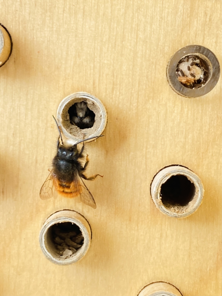 abeille sauvage dorlotoir