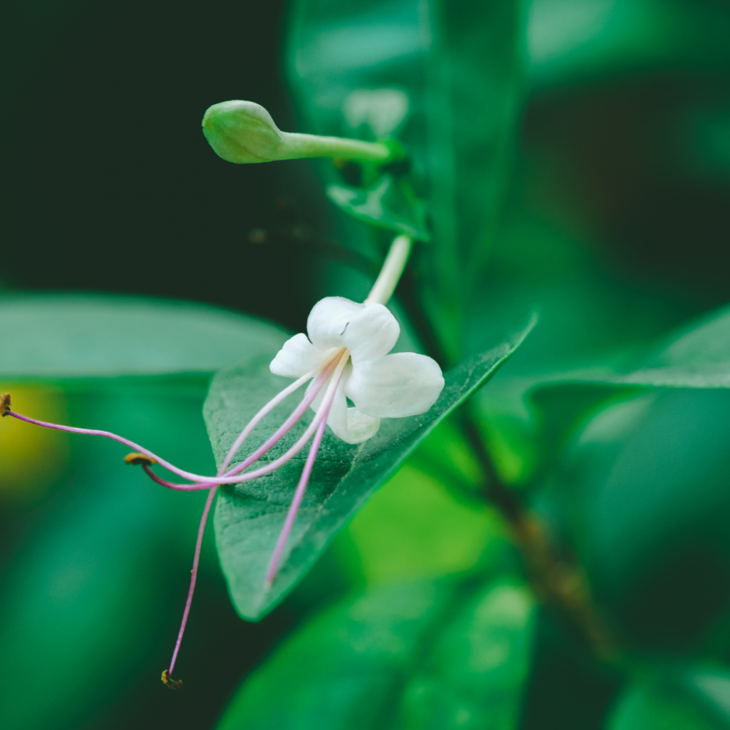 PLANTES HOTES POUR LES PAPILLONS 