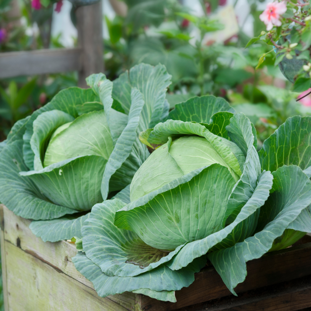 PLANTES HOTES POUR LES PAPILLONS 