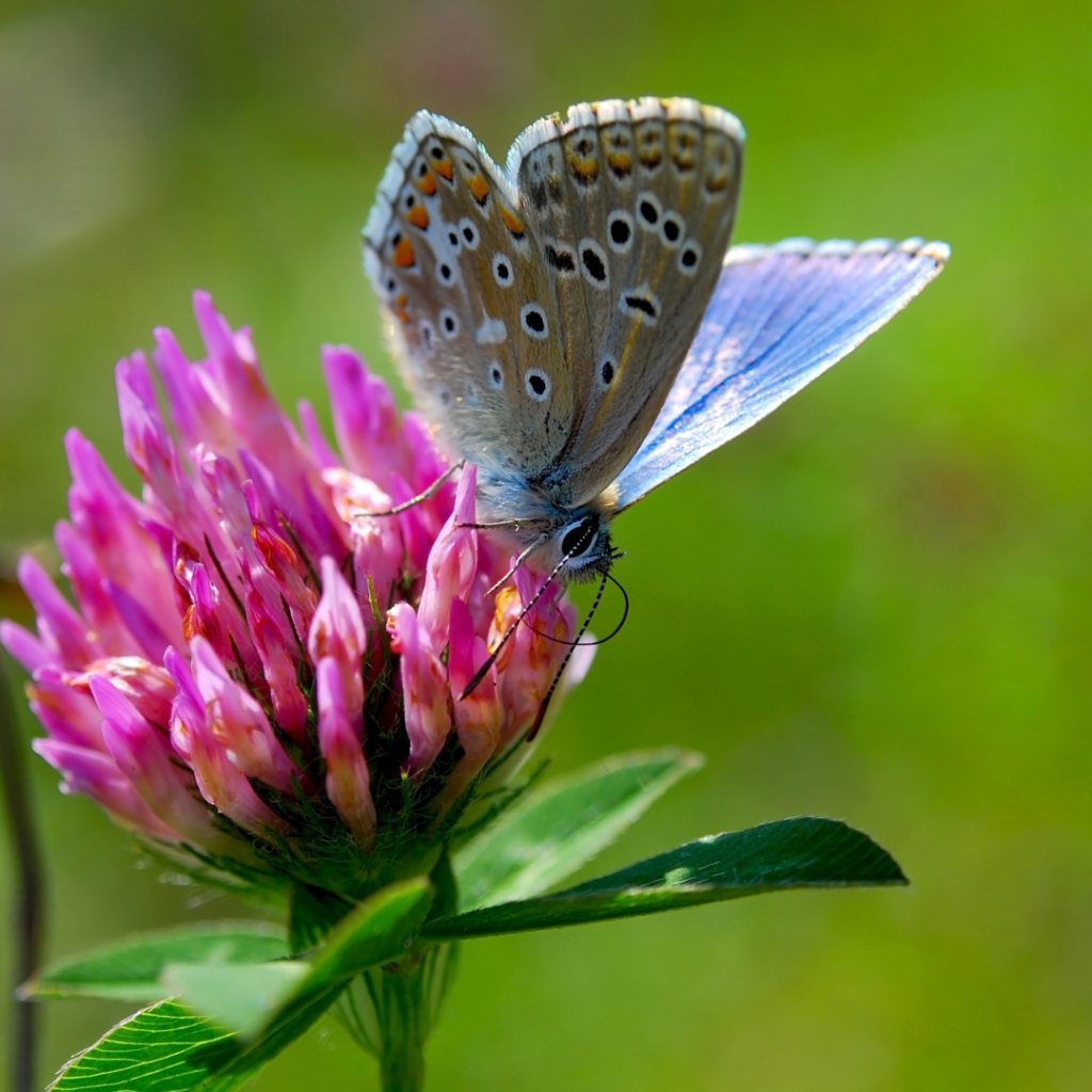 PLANTES HOTES POUR LES PAPILLONS 