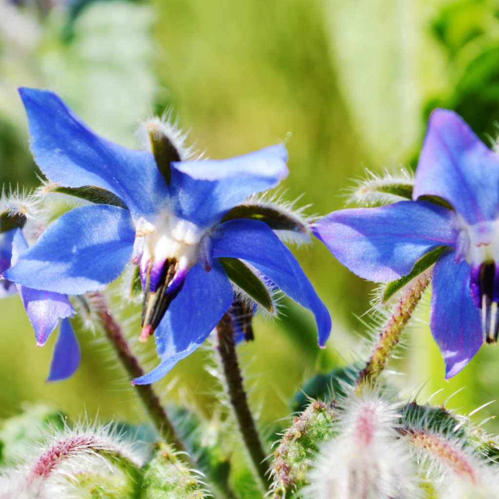 PLANTES HOTES POUR LES PAPILLONS 