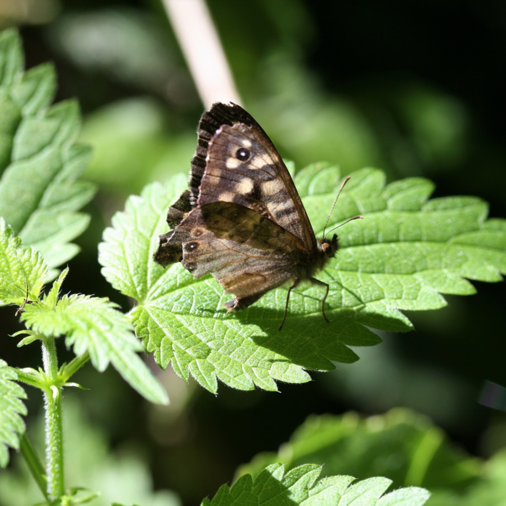 PLANTES HOTES POUR LES PAPILLONS 