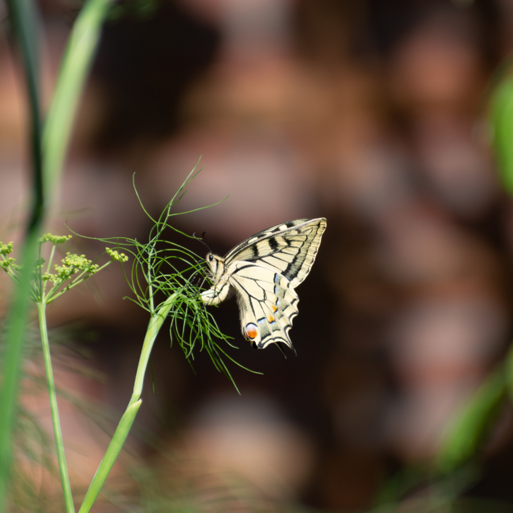 PLANTES HOTES POUR LES PAPILLONS 