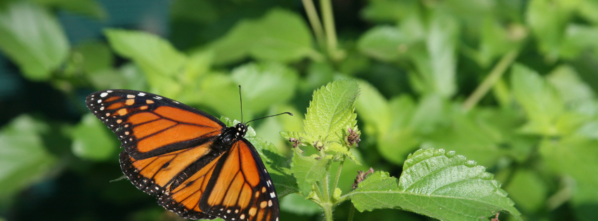 PLANTES HOTES POUR LES PAPILLONS 